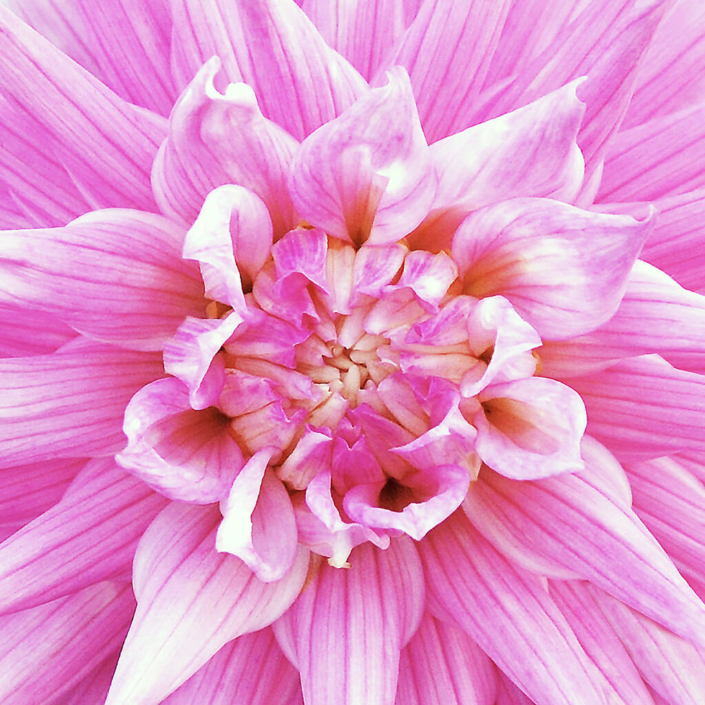 pink dahlia