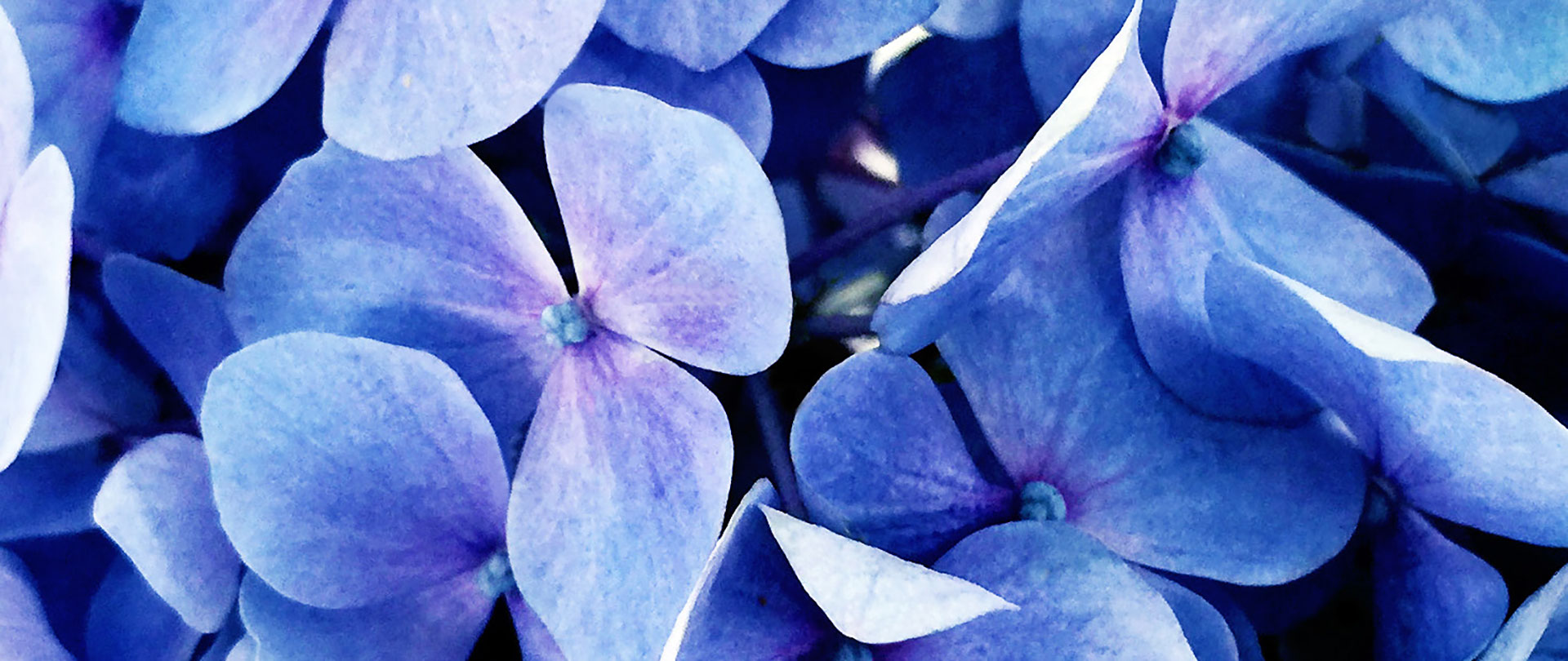 Close up of hydrangea blooms