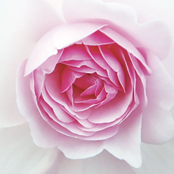 Close up photo of a flower