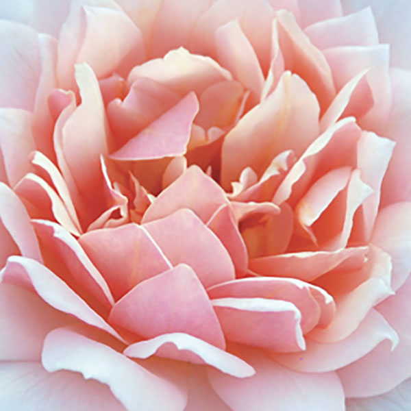 Close up photo of a flower