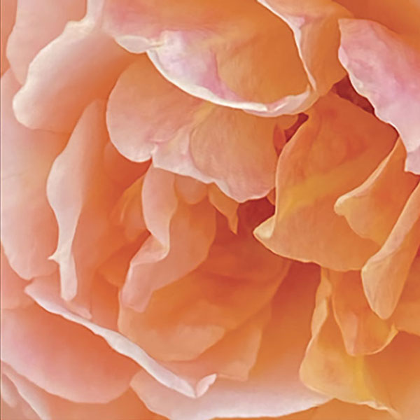 Close up photo of a flower