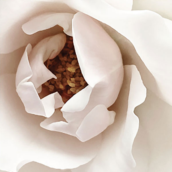 Close up photo of a flower