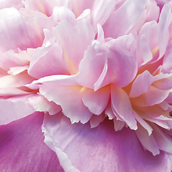Close up photo of a flower