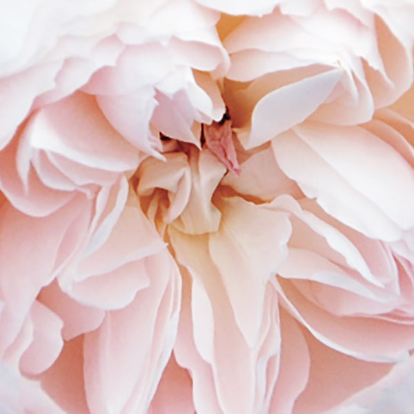 Close up photo of a flower