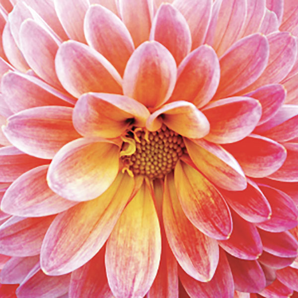 Close up photo of a flower