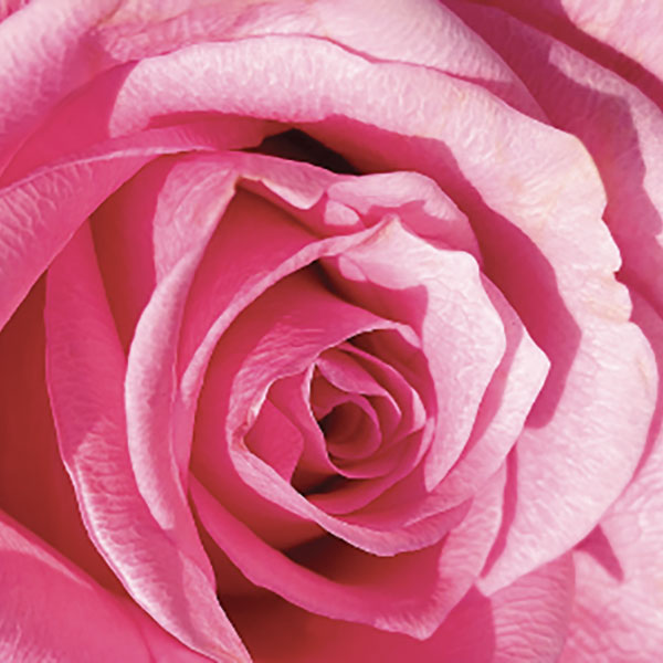 Close up photo of a flower
