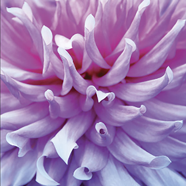 Close up photo of a flower