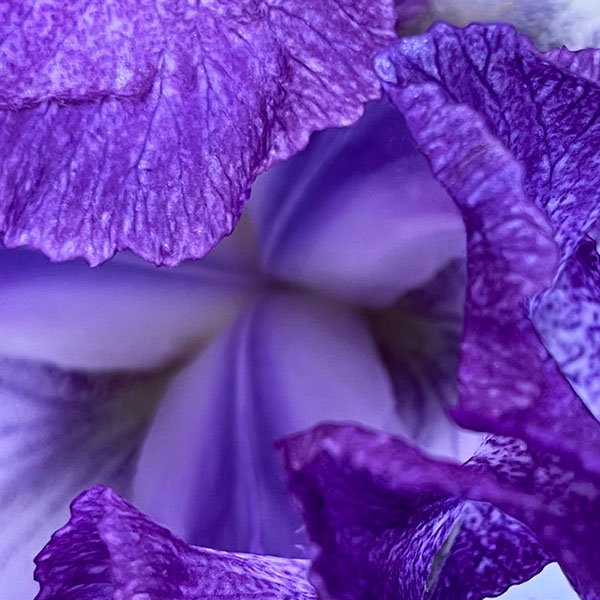 Close up view of the center of a bearded iris bloom