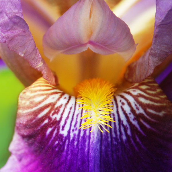 Close up view of the center of a bearded iris bloom