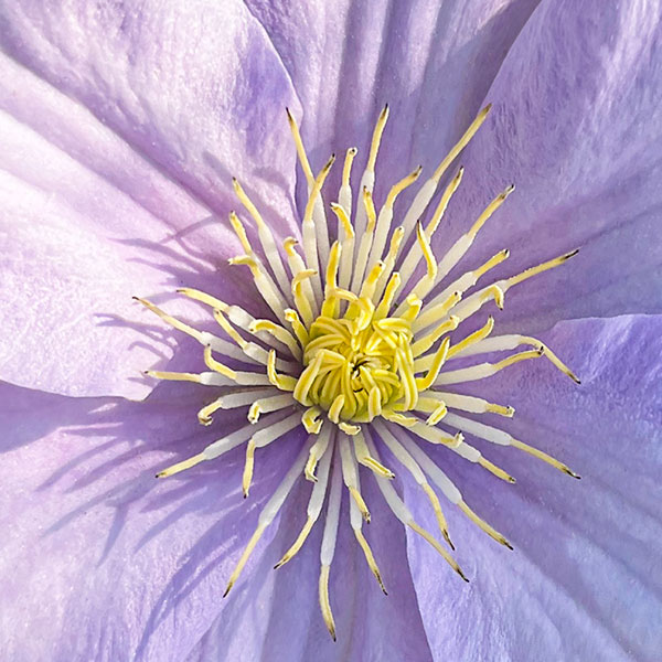 Close up view of the center of a clematis bloom