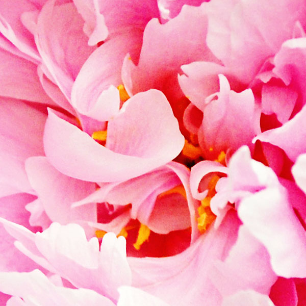 Close up view of the center of a peony bloom