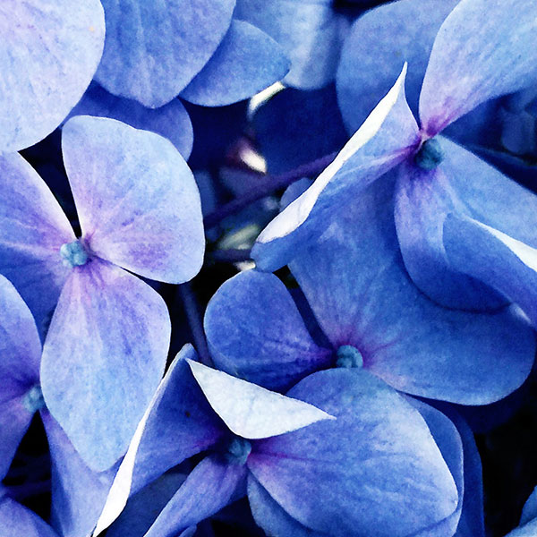 Close up view of hydrangea flowers