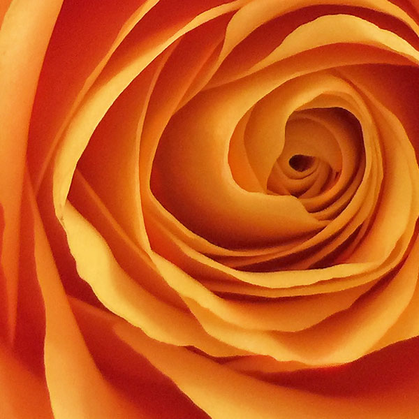 Close up view of the center of a rose bloom