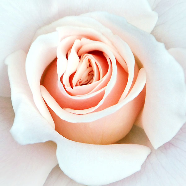 Close up view of the center of a rose bloom