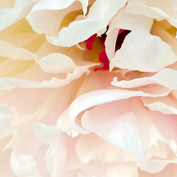 Close up view of the center of a peony bloom