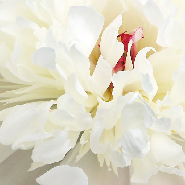 Close up view of the center of a peony bloom