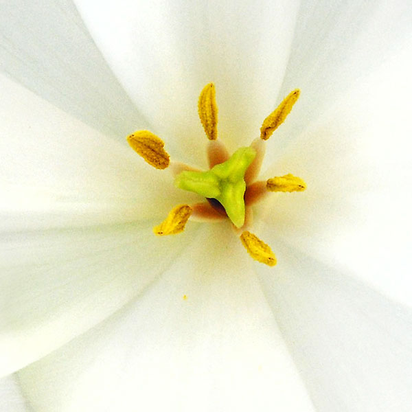 Close up view of the center of a tulip bloom