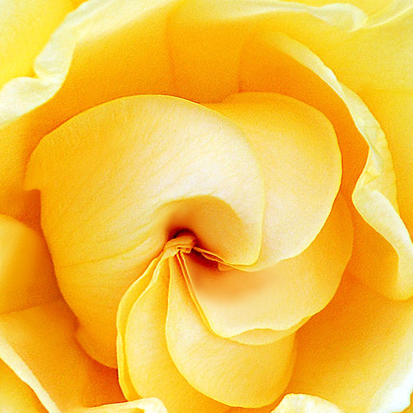 Close up view of the center of a rose bloom