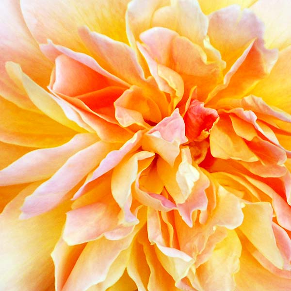Close up view of rose bloom
