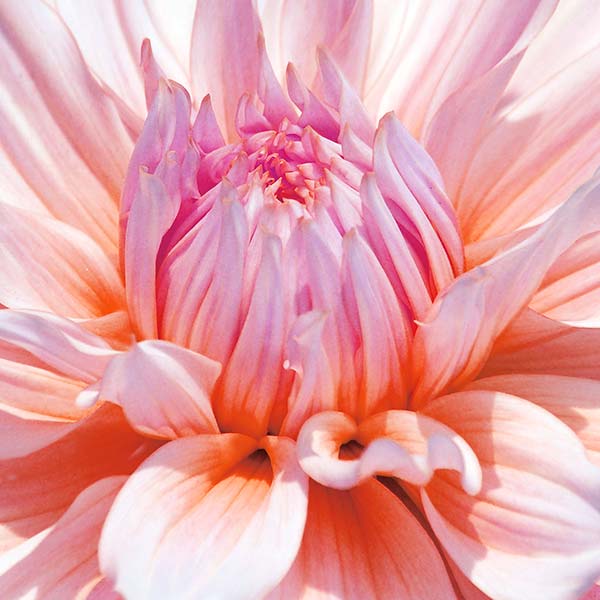 Close up view of dahlia bloom