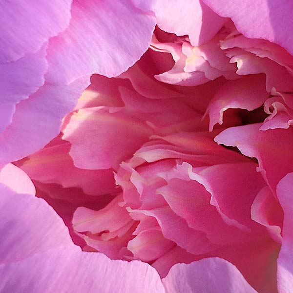 Close up view of peony bloom