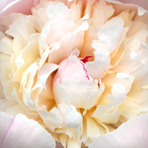 Close up view of a butter yellow and pale pink peony