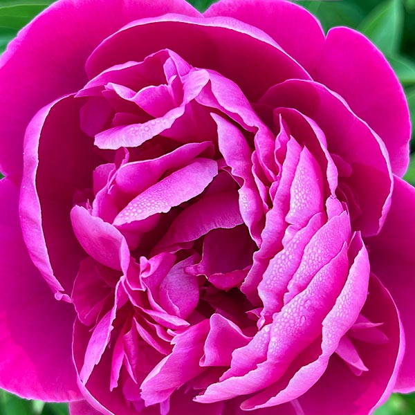 Close up view of a magenta peony