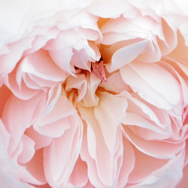 Close up view of a pink rose