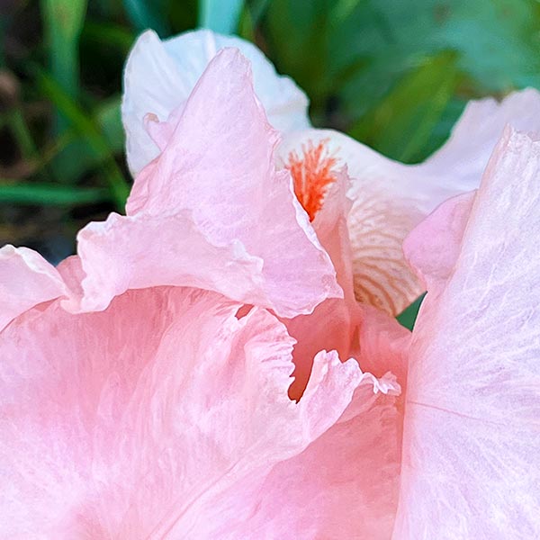Close up view of a pink bearded iris