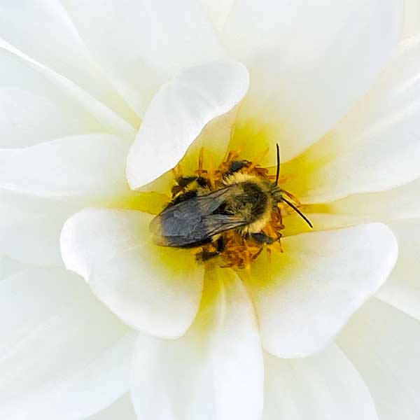 Close up view of a bee on a rose