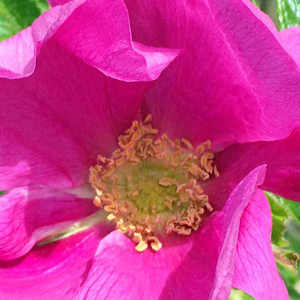 Close up view of a flower