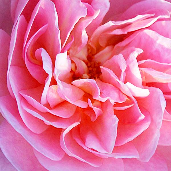 Close up view of a rose