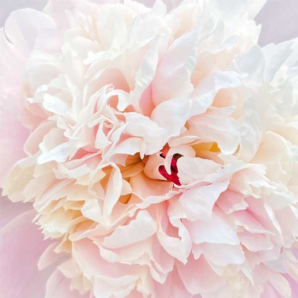 Close up view of a peony