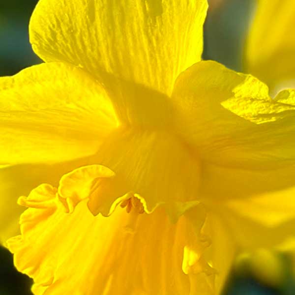 Close up view of a daffodil