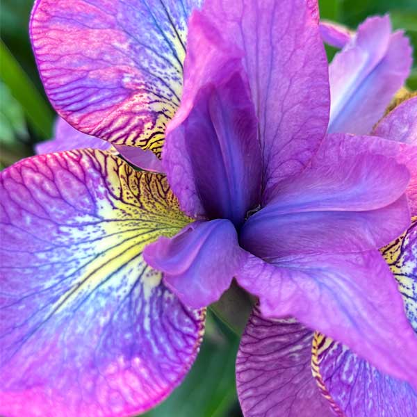 Close up view of an iris