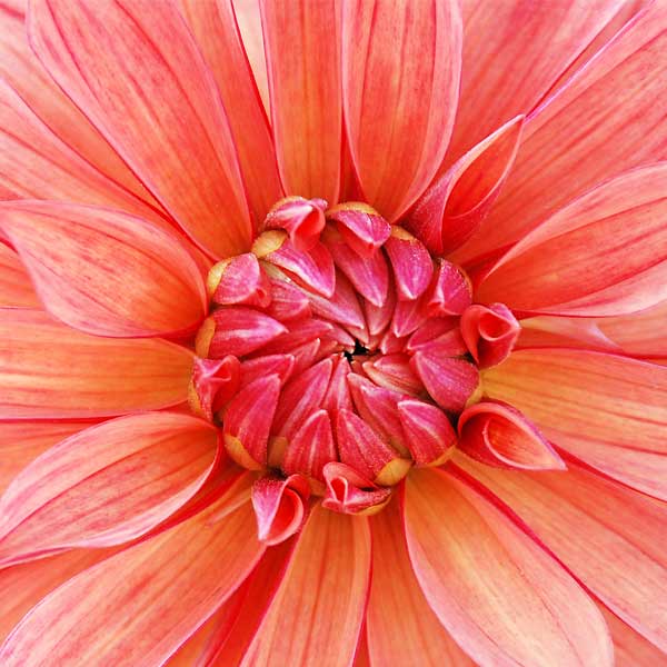 Close up view of a daisy