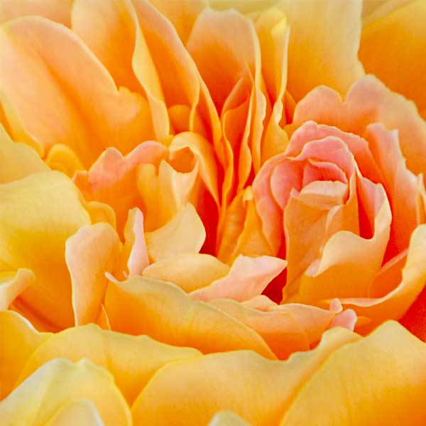 Close up view of a rose