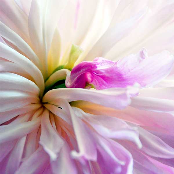 Close up view of a peony