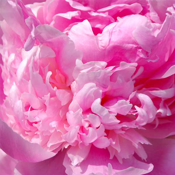 Close up view of a peony