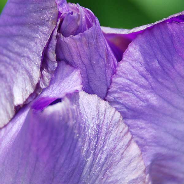 Close up view of an iris