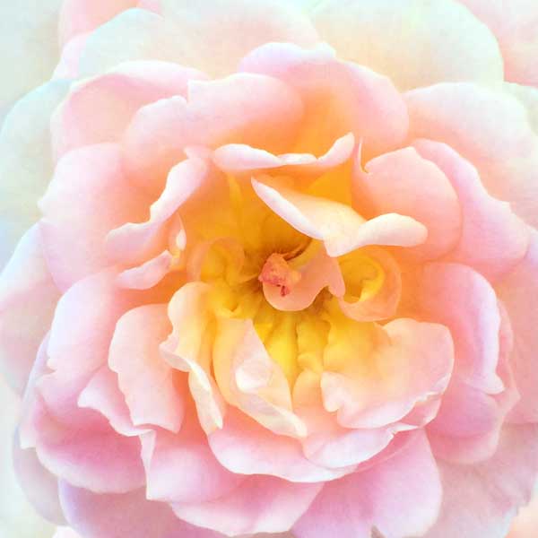 Close up view of a peony
