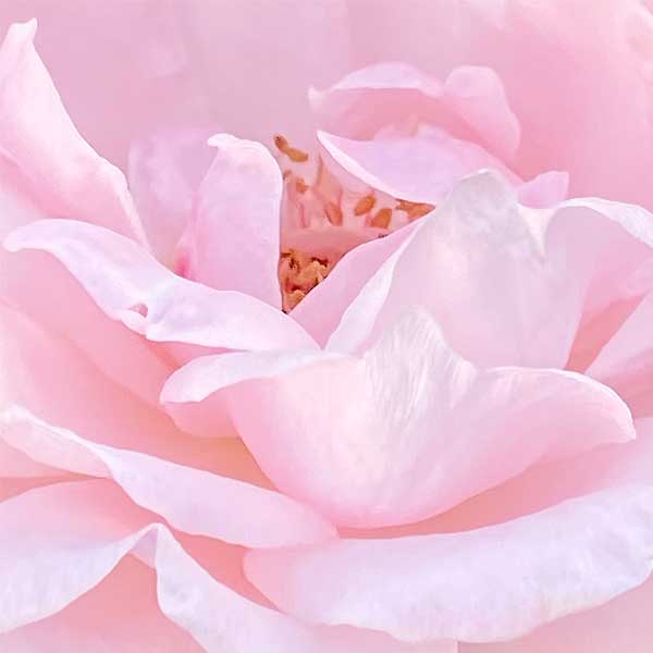 Close up view of a rose