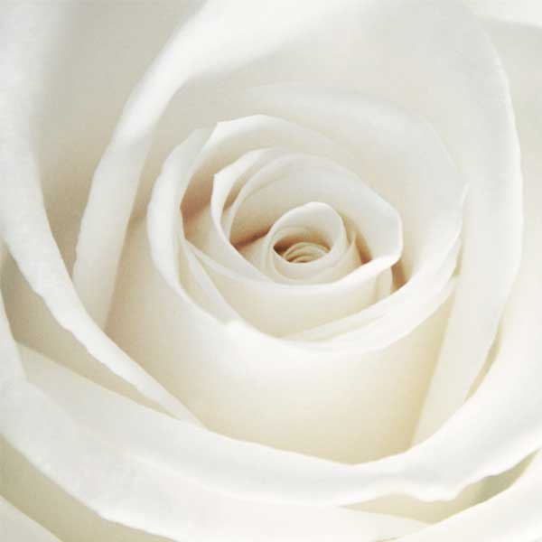 Close up view of a rose